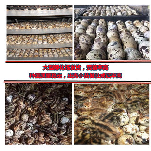 黄羽鹌鹑种蛋受精蛋鹌鹑蛋受精种蛋可孵化蛋受精卵安纯宠物鸟安春