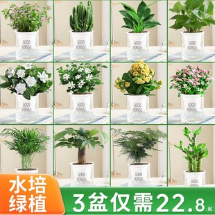 绿萝箩办公室植物发财树栀子花绿植花卉桌面盆栽多肉水培四季 好养