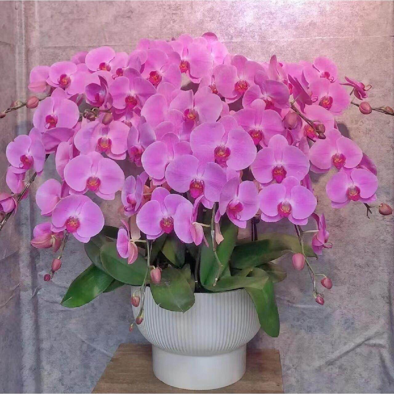 蝴蝶兰鲜花盆栽带花苞精品蝴蝶兰花盆栽客厅卧室内兰花北京同城