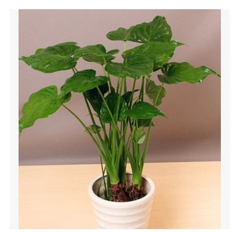 千手观音滴水观音水培无土栽植室内观叶植物易成活