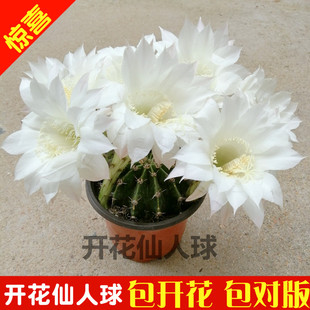 可以会开花的仙人球盆栽室内花卉好养耐旱植物多肉能食用仙人掌