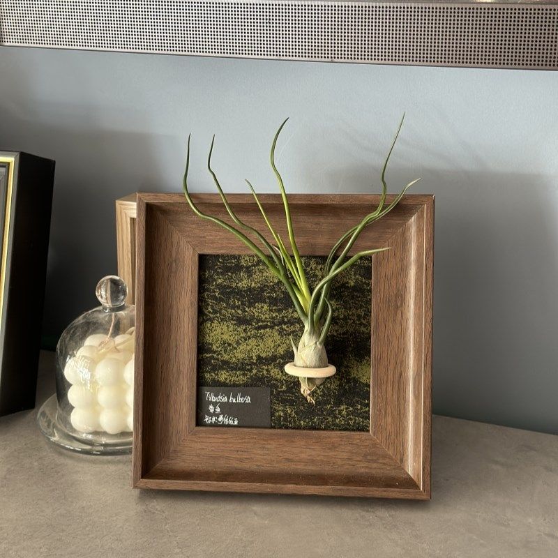 空气凤梨手工定制装饰画(含章鱼)创意礼物桌摆相框绿植装饰画,鲜花速递/花卉仿真/绿植园艺,红掌/凤梨/温室花卉,淘宝优惠券,粉丝福利购,淘宝优惠卷