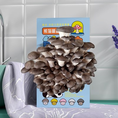 蘑菇盒子蘑菇种植包蘑菇菌包礼盒盒装平菇菌包室内家庭学校种植