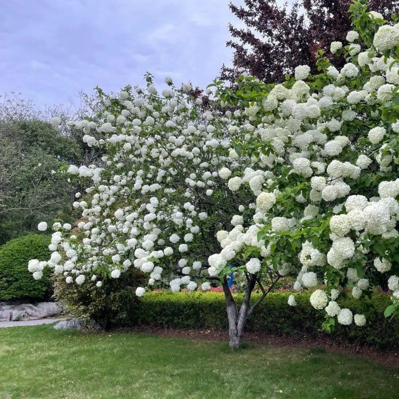 木绣球斗球中华木绣球花园庭院盆栽花卉木本植物花镜搭配绣球花,鲜花速递/花卉仿真/绿植园艺,绣球/木绣球/木本植物,淘宝优惠券,粉丝福利购,淘宝优惠卷