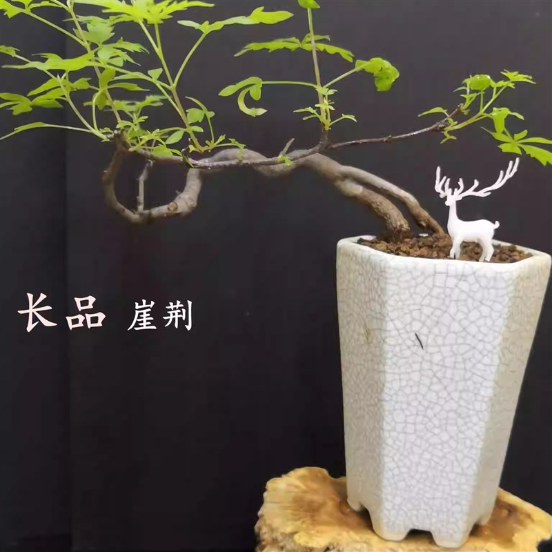 定制款微盆景崖荆根艺(1)