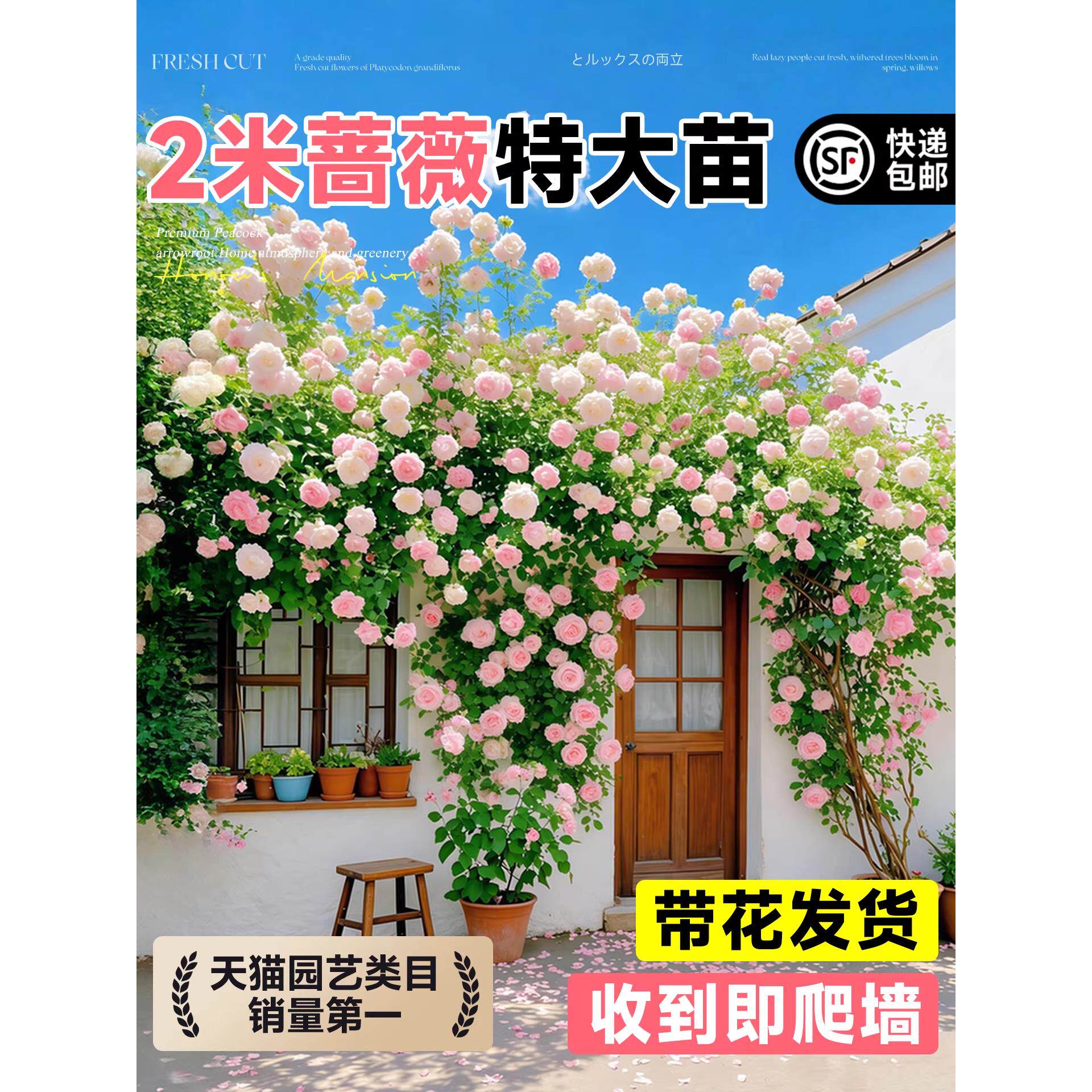 特大蔷薇花苗2米爬墙开花爬藤四季老桩庭院月季花卉盆栽藤本玫瑰