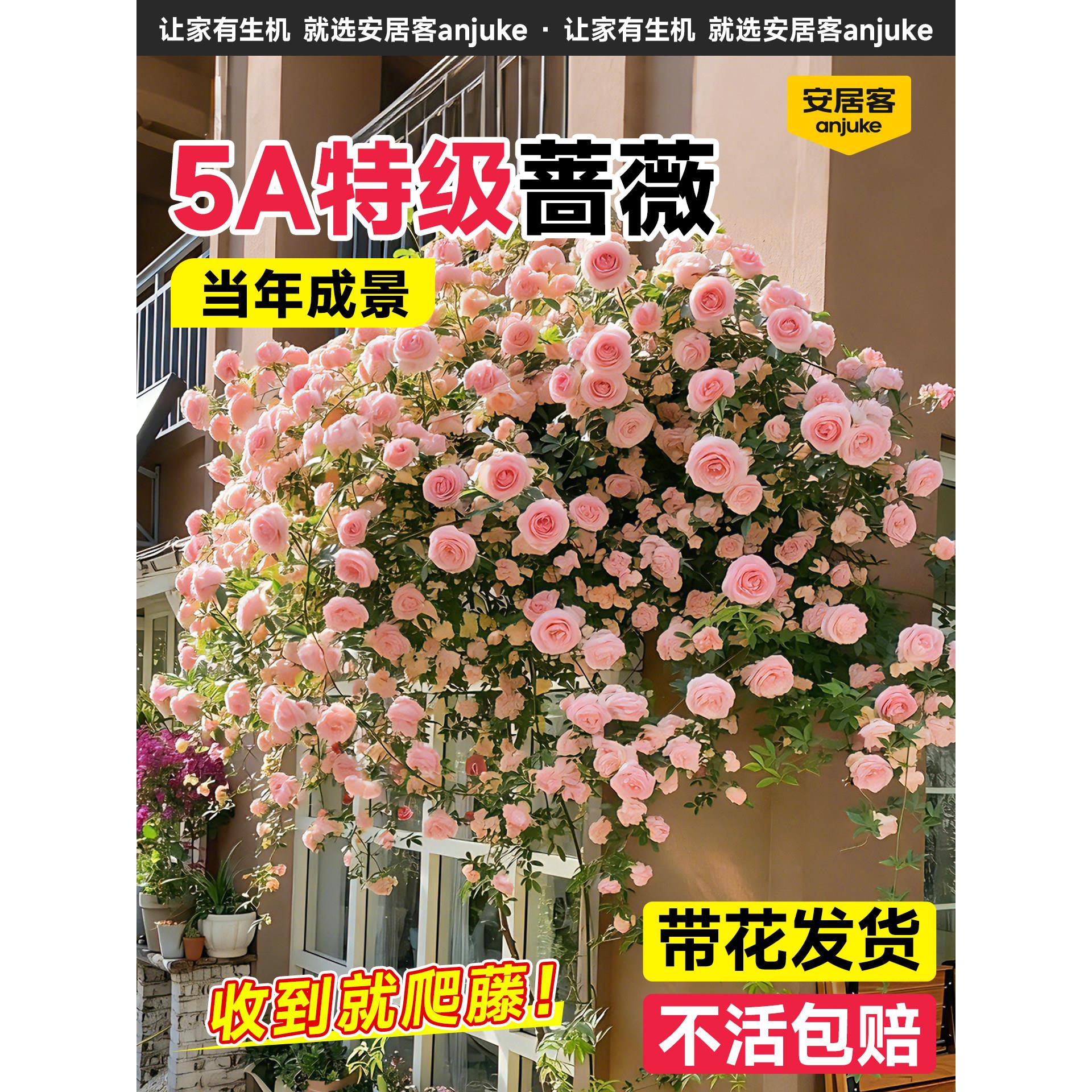 安居客蔷薇花苗爬藤四季开花爬墙月季带花苞老桩庭院特大花浓香型