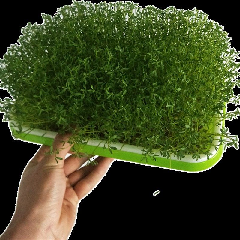 阳台蔬菜种植架芽苗菜育苗托盘无土栽培设备带盖保温豆芽发芽盆,鲜花速递/花卉仿真/绿植园艺,花架,淘宝优惠券,粉丝福利购,淘宝优惠卷