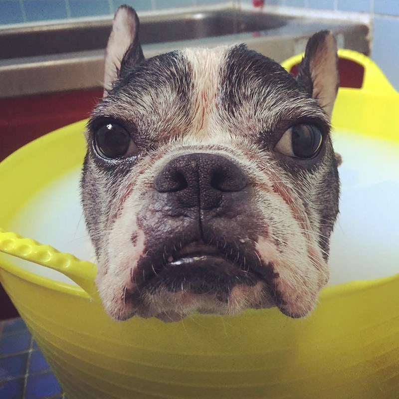 狗狗澡盆 狗狗浴盆 宠物澡桶 药浴桶 巴哥法斗澡盆 狗泡澡桶 包邮