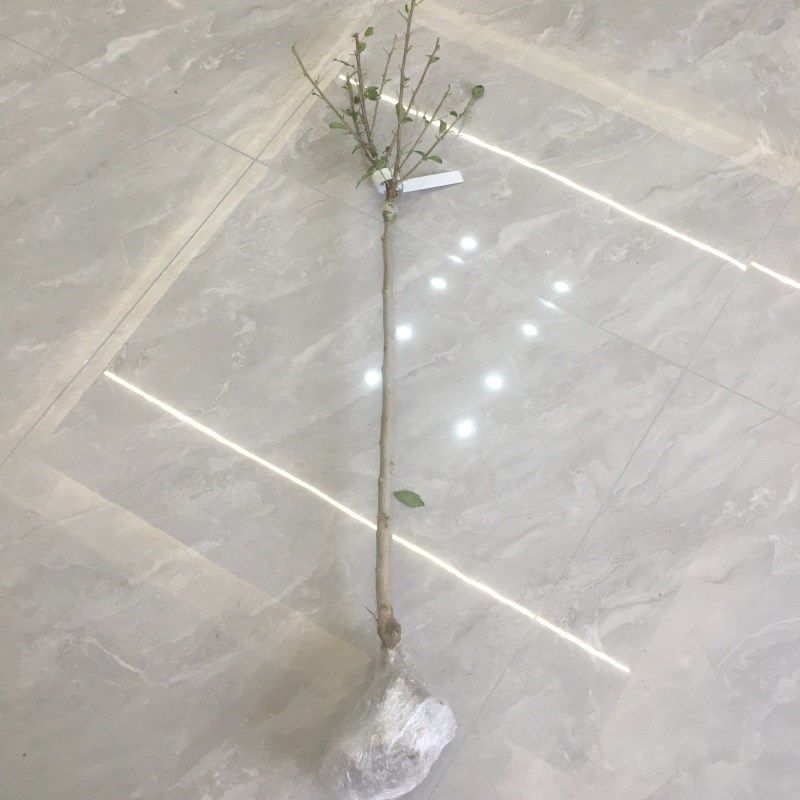 薄荷冰沙木槿花盆栽地栽庭院花卉植物红酒紫玉蓝莓冰沙中国雪纺苗,鲜花速递/花卉仿真/绿植园艺,时令草本花卉,淘宝优惠券,粉丝福利购,淘宝优惠卷
