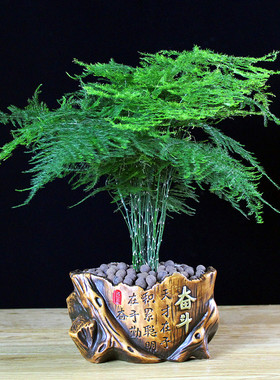 云竹文竹盆栽盆景办公室内绿色植物客厅花卉四季常青绿植摆件