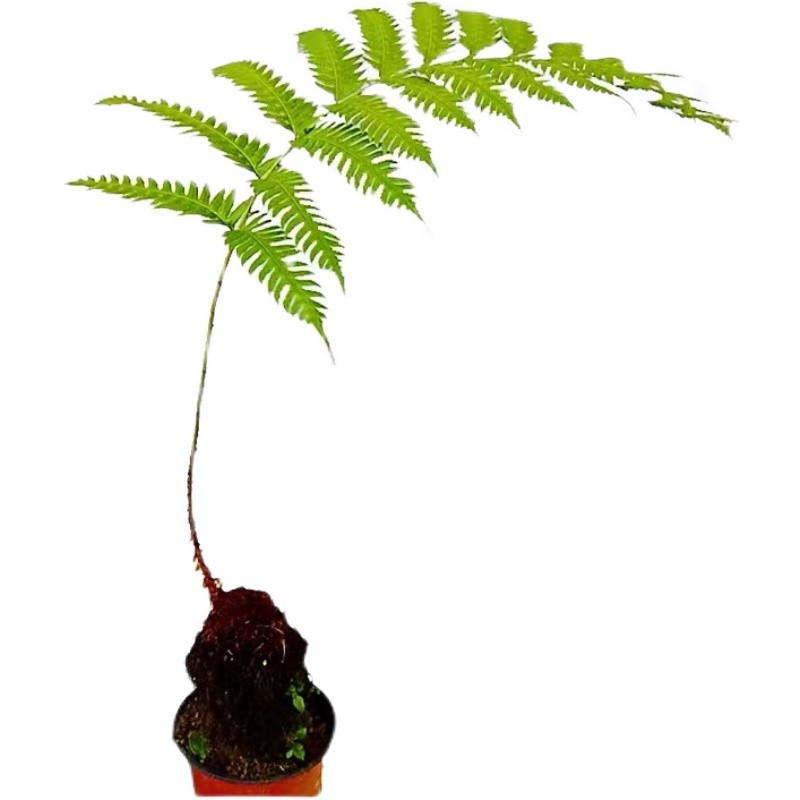 胎生狗脊蕨一叶蕨类植物老桩盆景网红蕨室内绿植造景禅意中式盆栽