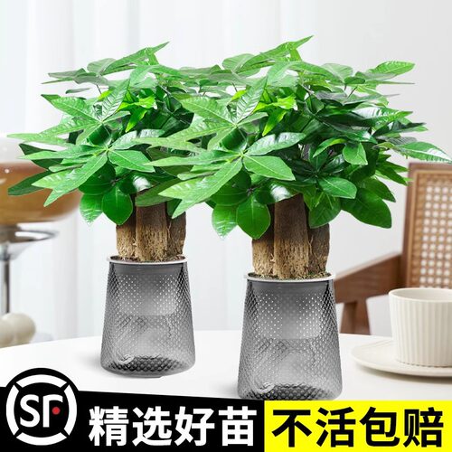 发财树盆栽办公室小绿植摆件花卉水培植物室内桌面好养招财树盆景
