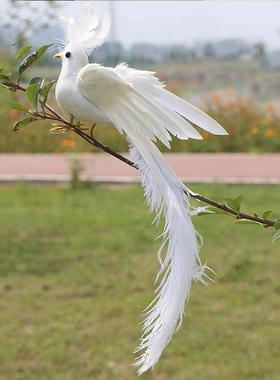 彷真小鸟摆件真羽毛长尾鸟凤凰装饰摄影道具动物标本庭院工艺模型