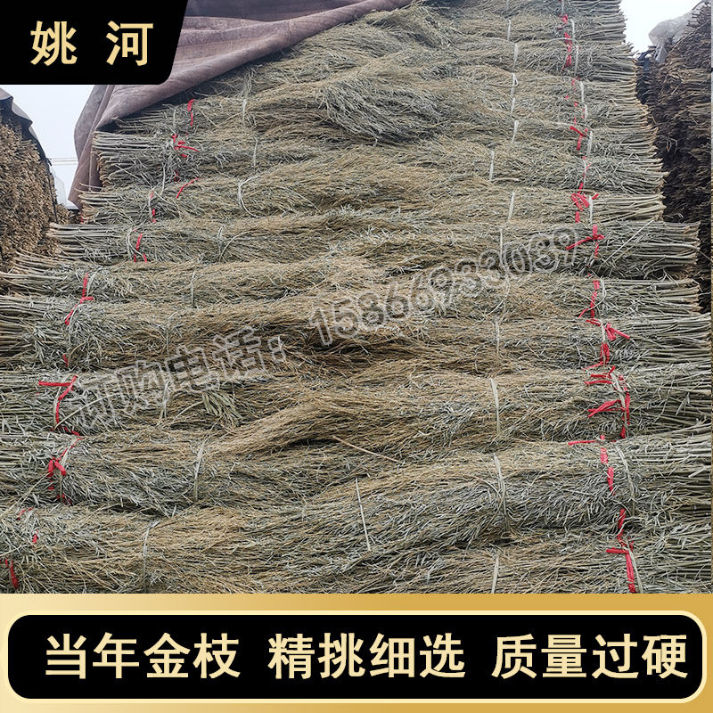 姚河竹枝金枝竹苗竹条扫帚条竹扫把原材料竹子毛竹落叶老枝户