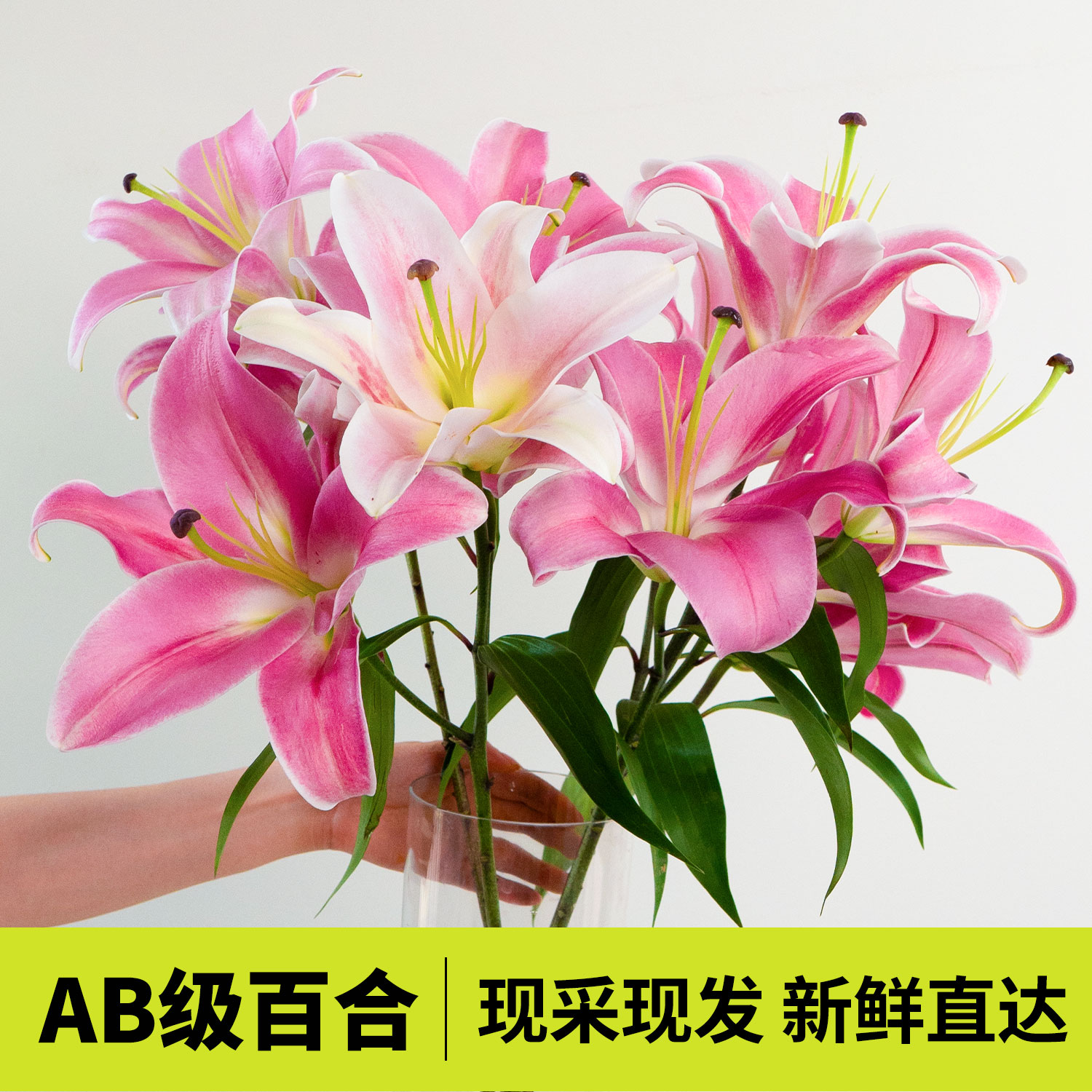 1枝3-4头AB级百合鲜切花