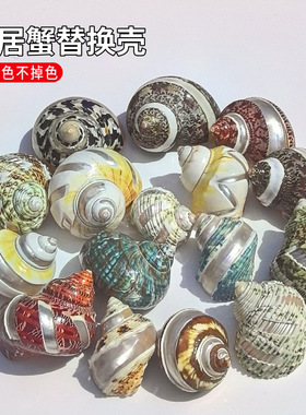 风车牛油果螺中大号寄居蟹替换壳