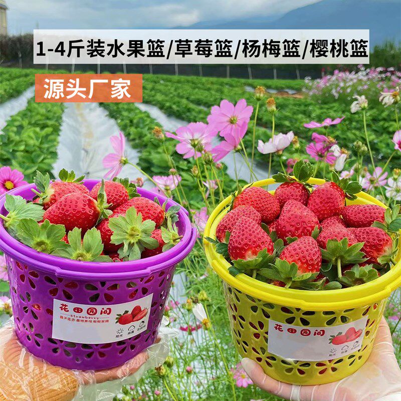 塑料篮圆篮斤草莓篮樱桃篮蓝莓篮杨梅篮鸡蛋圆蓝子