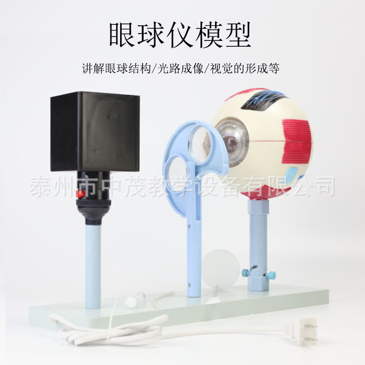 眼球仪 眼解刨模型 眼球成像仪 晶状体曲率可变中学生物实验器材
