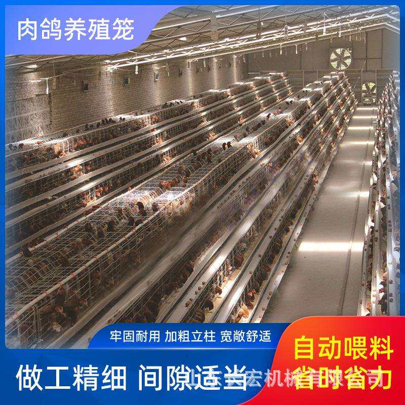 四层清粪鸽子笼鹌鹑养殖笼层叠式养鸡设备立式H型全自动蛋鸡笼