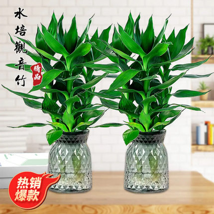 水培观音竹富贵竹室内盆栽植物花卉绿植客厅四季常绿盆栽净化空气