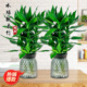 水培观音竹富贵竹室内盆栽植物花卉绿植客厅四季 常绿盆栽净化空气