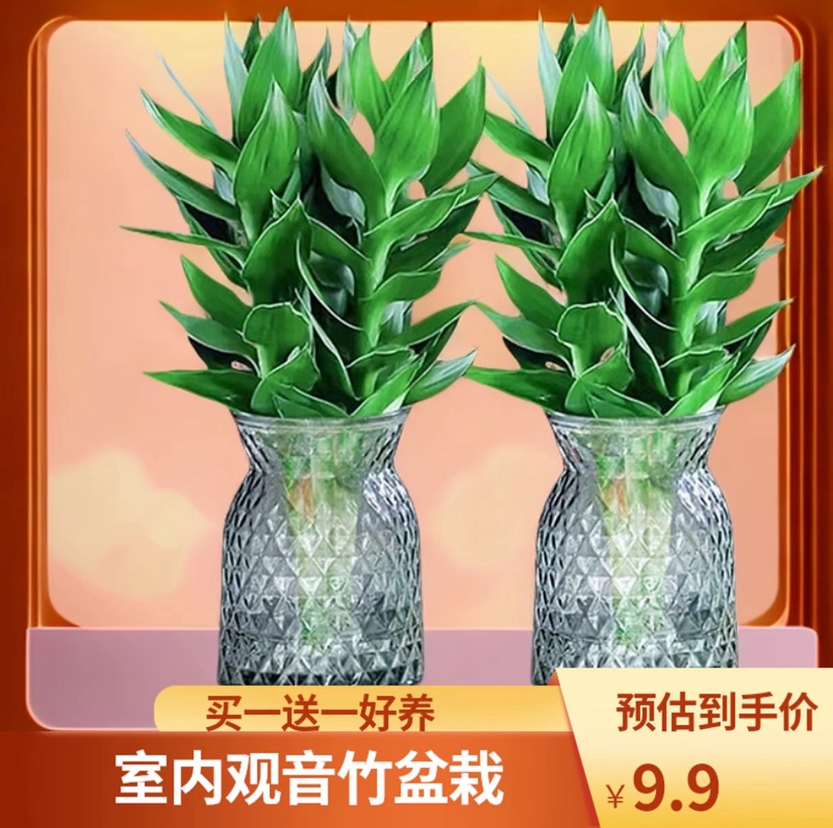 水培观音竹富贵竹室内盆栽植物花卉绿植客厅四季常绿盆栽净化空气,鲜花速递/花卉仿真/绿植园艺,绿植,淘宝优惠券,粉丝福利购,淘宝优惠卷