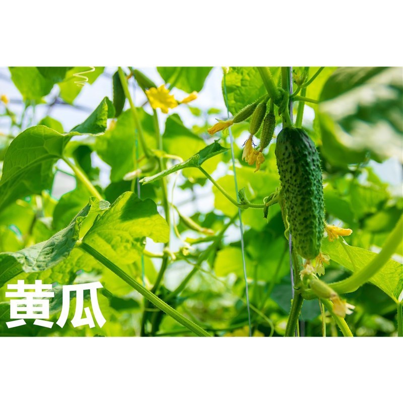 挪威翠康碧冲平衡大量元素水溶肥滴灌果树蔬菜冲施肥通用农用