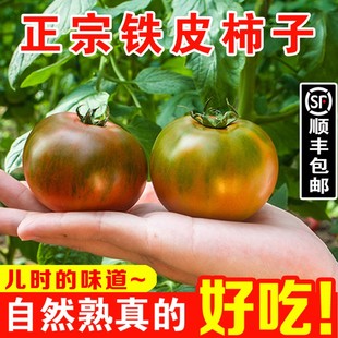 顺丰正宗丹东铁皮草莓西红柿盘锦生吃绿腚番茄柿子新鲜水果自然熟