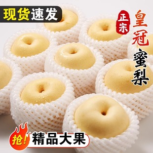 河北皇冠梨10斤梨子新鲜当季水果酥脆梨砀山白梨黄金梨整箱5包邮