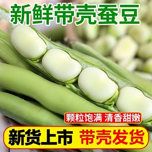 新鲜蚕豆云南高山农家带壳生本地罗汉兰花胡豆青豆荚蔬菜5斤整箱