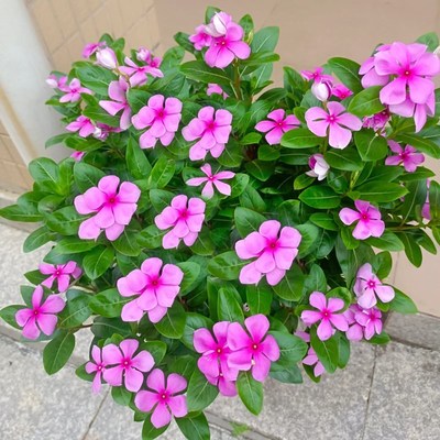 长春花盆栽带花苞庭院耐热爆花植物天天开花苗四季花卉多年生绿植