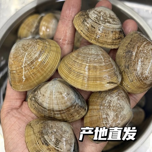  海捕黄蚬子大黄嘎鲜活黄嘎