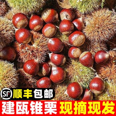 现摘建瓯锥栗新鲜生板栗带壳油栗高山椎栗农家野生毛栗甜糯大栗子