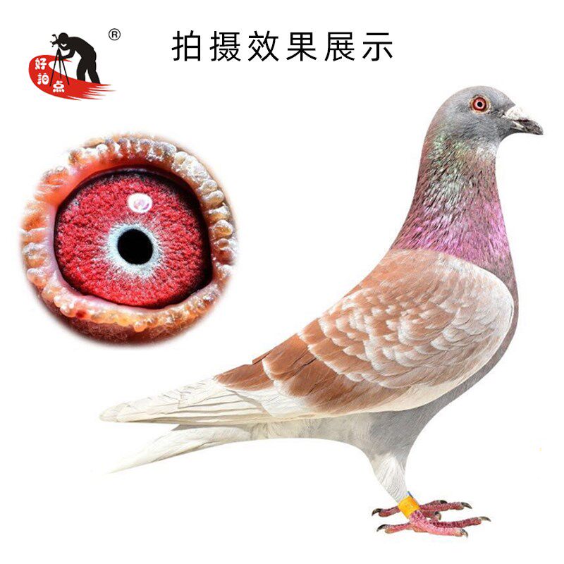 拍点补光灯拍照室内摄影常亮灯摄影灯打光灯鸽眼拍照道具