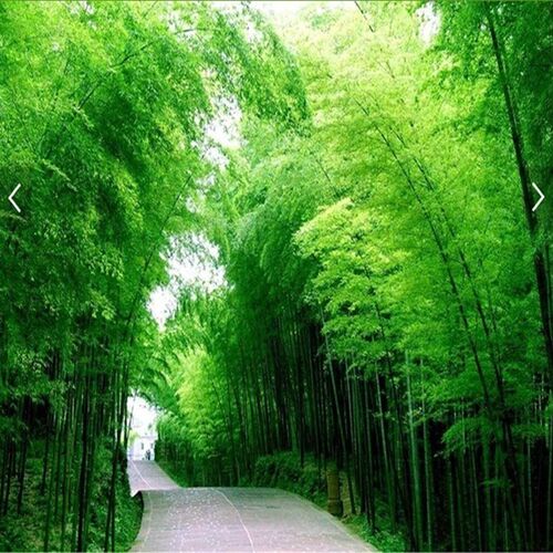 壁画延伸墙客厅立体竹林墙布竹林防水壁竹子墙