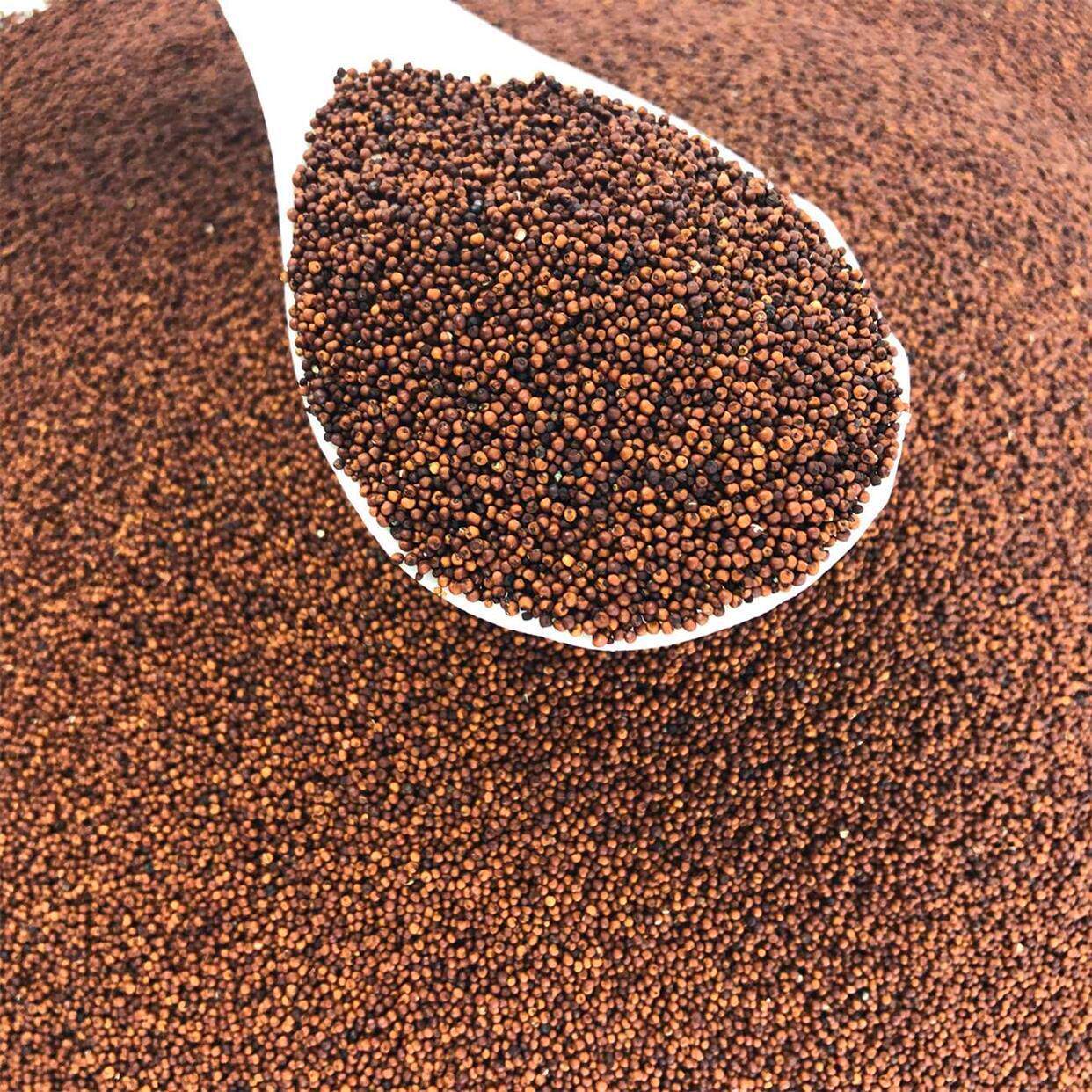 广西粟粒龙爪粟拳HWK头粟枕头鸭米脚粟粥小鸭米脚栗米红色粟米粉