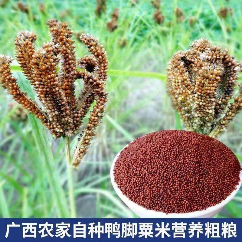 广西粟米杂龙爪粟婴儿鸭五枕头谷粮脚粟YZR米粥红色粟米粒包邮栗