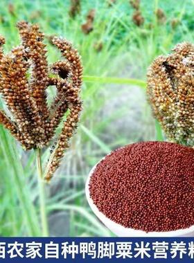 广西粟米杂龙爪粟婴儿鸭五枕头谷粮脚粟YZR米粥红色粟米粒包邮栗