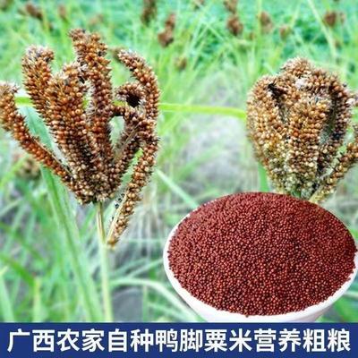 广西粟米杂龙爪粟婴儿鸭五枕头谷粮脚粟YZR米粥红色粟米粒包邮栗