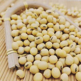 今5年形新转货老品种大黄豆斤 苏北黑脐王大黄豆PKX非基因椭圆豆