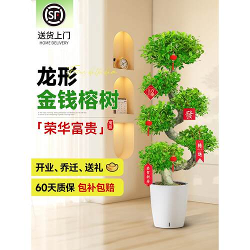 造型金钱榕大盆栽小叶盆景植物室内招财金钱树客厅大型绿植发财树