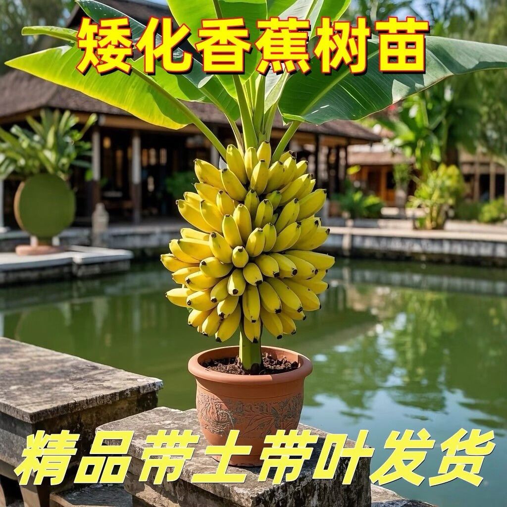 香蕉树苗盆栽地栽芭蕉粉蕉耐热耐寒香蕉苗南方北方四季庭院果树苗