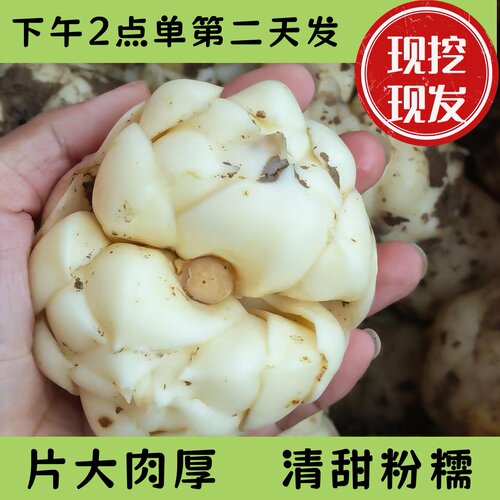【26年现挖现发】湖南隆回新鲜清甜粉糯甜百合原产地直发500g包邮