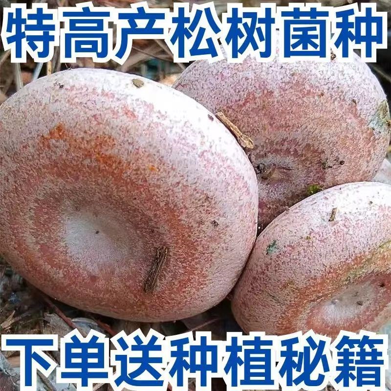 黄枞菌松树菌乌枞菌包高产v家种人工培植室内外种植优质母种菌种
