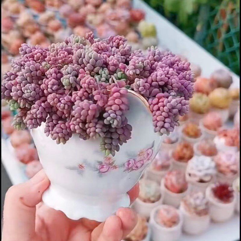 易爆盆好养活大姬星美人趣味多肉植物办公室内花卉盆栽阳台防辐射