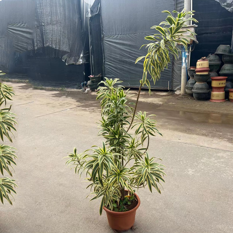 金边百合竹大盆栽客厅办公室外造型绿植庭院观赏盆景室内净化植物