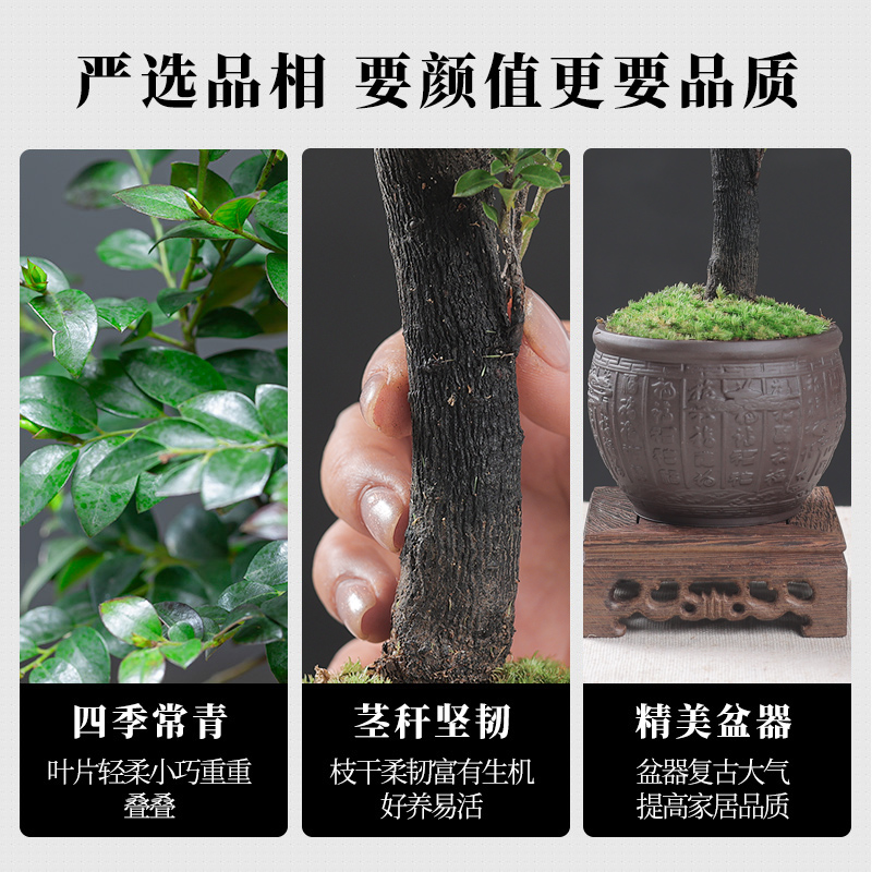 小叶紫檀盆景老桩盆栽树苗盆栽植物室内花卉办公室客厅小绿植养