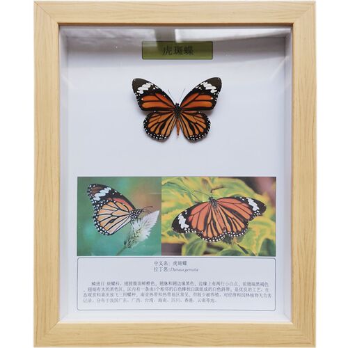 蝴蝶标饰画 昆虫标 蝴蝶标相框 昆虫标展览饰立体