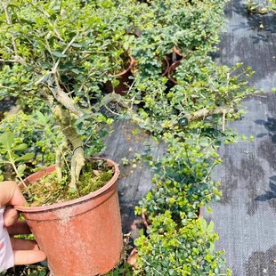 提根飘枝海南香兰老桩盆景花浓香悬崖造型博兰临水花园植物盆栽